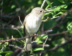 Spotted Flycatcher photographed at Pleinmont [PLE] on 27/5/2010. Photo: &copy; Mark Guppy