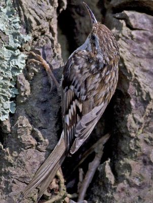 Short-toed Treecreeper photographed at Saumarez Park [SAU] on 28/5/2010. Photo: &copy; Mike Cunningham