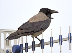 Hooded Crow photographed at Fort Grey [FO2] on 1/7/2010. Photo: &copy; Mike Cunningham