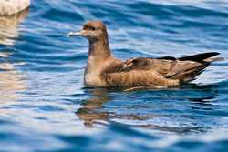 Sooty Shearwater photographed at Pelagic Trip on 8/8/2010. Photo: &copy; Chris Bale