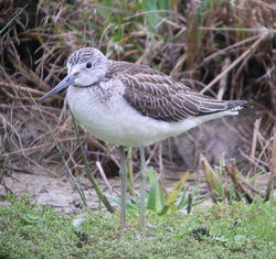 Greenshank photographed at Rue des Bergers [BER] on 20/8/2010. Photo: &copy; Mark Guppy