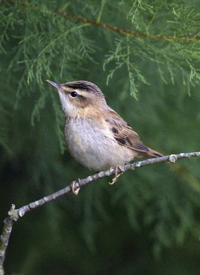 Sedge Warbler photographed at Claire Mare [CLA] on 18/8/2010. Photo: &copy; Mike Cunningham