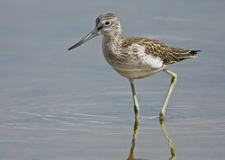 Greenshank photographed at Claire Mare [CLA] on 21/8/2010. Photo: &copy; Chris Bale