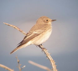 Spotted Flycatcher photographed at Pleinmont [PLE] on 30/8/2010. Photo: &copy; Mark Guppy