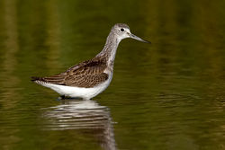 Greenshank photographed at Rue des Bergers [BER] on 30/8/2010. Photo: &copy; Paul Hillion