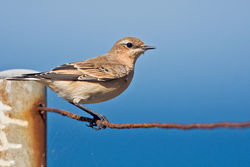 Wheatear photographed at Fort Hommet [HOM] on 31/8/2010. Photo: &copy; Chris Bale