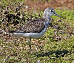 Greenshank photographed at Rue des Bergers [BER] on 30/8/2010. Photo: &copy; Mike Cunningham