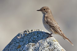 Spotted Flycatcher photographed at Shingle Bank [SHI] on 8/9/2010. Photo: &copy; Chris Bale