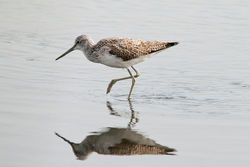 Greenshank photographed at Claire Mare [CLA] on 19/9/2010. Photo: &copy; Rod Ferbrache