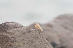 Wheatear photographed at Pulias [PUL] on 3/10/2010. Photo: &copy; Chris Bale