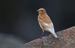 Wheatear photographed at Pulias [PUL] on 3/10/2010. Photo: &copy; Chris Bale