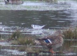 Grey Phalarope photographed at Colin Best NR [CNR] on 5/10/2010. Photo: &copy; Dave Andrews