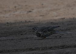 Mistle Thrush photographed at Select location on 17/10/2010. Photo: &copy; Wayne Atkinson