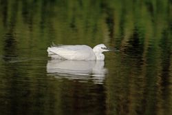 Little Egret photographed at Rue des Bergers [BER] on 9/10/2010. Photo: &copy; Mike Cunningham