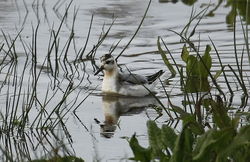 Grey Phalarope photographed at Claire Mare [CLA] on 14/11/2010. Photo: &copy; Paul Bretel