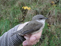 Lesser Whitethroat photographed at Trinity [TRI] on 26/11/2010. Photo: &copy; Jamie Hooper