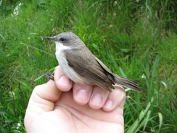 Lesser Whitethroat photographed at Trinity [TRI] on 24/5/2010. Photo: &copy; Jamie Hooper
