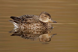 Teal photographed at Rue des Bergers [BER] on 26/11/2010. Photo: &copy; Chris Bale