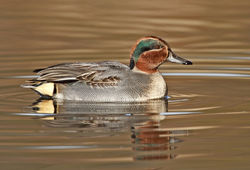 Teal photographed at Rue des Bergers [BER] on 26/11/2010. Photo: &copy; Chris Bale