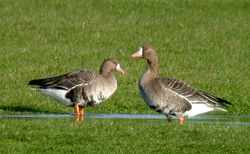White-fronted Goose photographed at Old Aerodrome [OLD] on 3/12/2010. Photo: &copy; Mark Lawlor