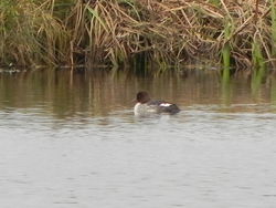 Goldeneye photographed at La  Grande Mare lake on 11/12/2010. Photo: &copy; Tony Bisson