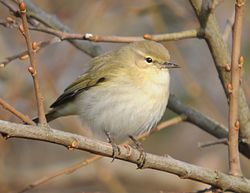 Chiffchaff photographed at Rue des Bergers [BER] on 12/12/2010. Photo: &copy; Wayne Atkinson