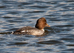 Goldeneye photographed at Grande Mare [GMA] on 12/12/2010. Photo: &copy; Rod Ferbrache