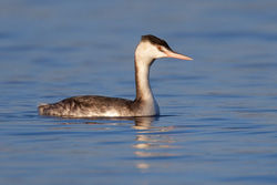 Great Crested Grebe photographed at Reservoir [RES] on 31/12/2010. Photo: &copy; steve levrier