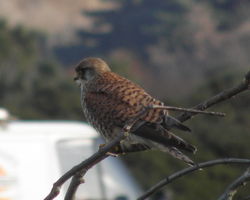 Kestrel photographed at L\'Ancresse on 18/1/2011. Photo: &copy; Cindy Carre