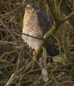 Sparrowhawk photographed at Rue des Bergers [BER] on 19/2/2011. Photo: &copy; Anthony Loaring