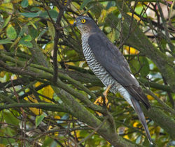 Sparrowhawk photographed at Claire Mare [CLA] on 25/9/2010. Photo: &copy; Anthony Loaring