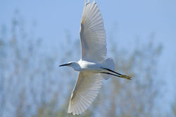 Little Egret photographed at Rue des Bergers [BER] on 28/8/2010. Photo: &copy; Anthony Loaring