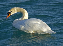 Mute Swan photographed at Havelet [HAV] on 6/3/2011. Photo: &copy; Mike Cunningham