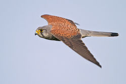 Kestrel photographed at Claire Mare [CLA] on 12/3/2011. Photo: &copy; Chris Bale