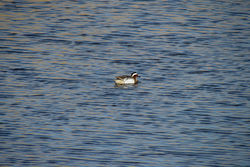 Garganey photographed at Vale Pond [VAL] on 22/3/2011. Photo: &copy; Cindy  Carre