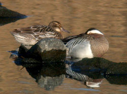 Garganey photographed at Vale Pond [VAL] on 22/3/2011. Photo: &copy; Mark Lawlor