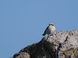 Wheatear photographed at Fort Hommet [HOM] on 22/3/2011. Photo: &copy; Tony Bisson