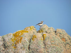 Wheatear photographed at Fort Hommet [HOM] on 23/3/2011. Photo: &copy; Cindy  Carre