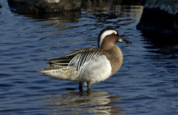 Garganey photographed at Vale Pond [VAL] on 22/3/2011. Photo: &copy; Mike Cunningham