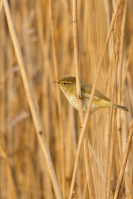 Chiffchaff photographed at Grand Pré on 25/3/2011. Photo: &copy; Rod Ferbrache