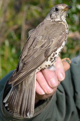 Mistle Thrush photographed at Jerbourg [JER] on 27/3/2011. Photo: &copy; Christopher Mourant