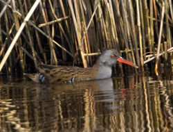 Water Rail photographed at Claire Mare [CLA] on 28/3/2011. Photo: &copy; Mike Cunningham