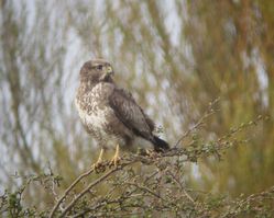 Buzzard photographed at Rue des Bergers [BER] on 3/4/2011. Photo: &copy; Mark Guppy