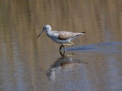 Greenshank photographed at Claire Mare [CLA] on 16/4/2011. Photo: &copy; Vic Froome