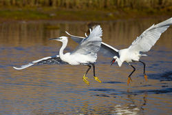 Little Egret photographed at Claire Mare [CLA] on 12/4/2011. Photo: &copy; steve levrier