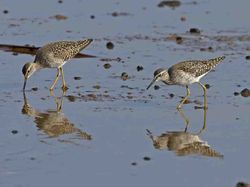 Wood Sandpiper photographed at Claire Mare [CLA] on 18/4/2011. Photo: &copy; Mike Cunningham