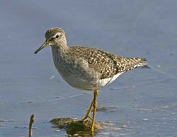 Wood Sandpiper photographed at Claire Mare [CLA] on 18/4/2011. Photo: &copy; Mike Cunningham