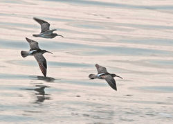 Whimbrel photographed at Shingle Bank [SHI] on 21/4/2011. Photo: &copy; Rod Ferbrache