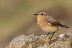 Wheatear photographed at Pleinmont [PLE] on 23/4/2011. Photo: &copy; steve levrier