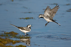 Pied Wagtail photographed at Claire Mare [CLA] on 22/4/2011. Photo: &copy; steve levrier